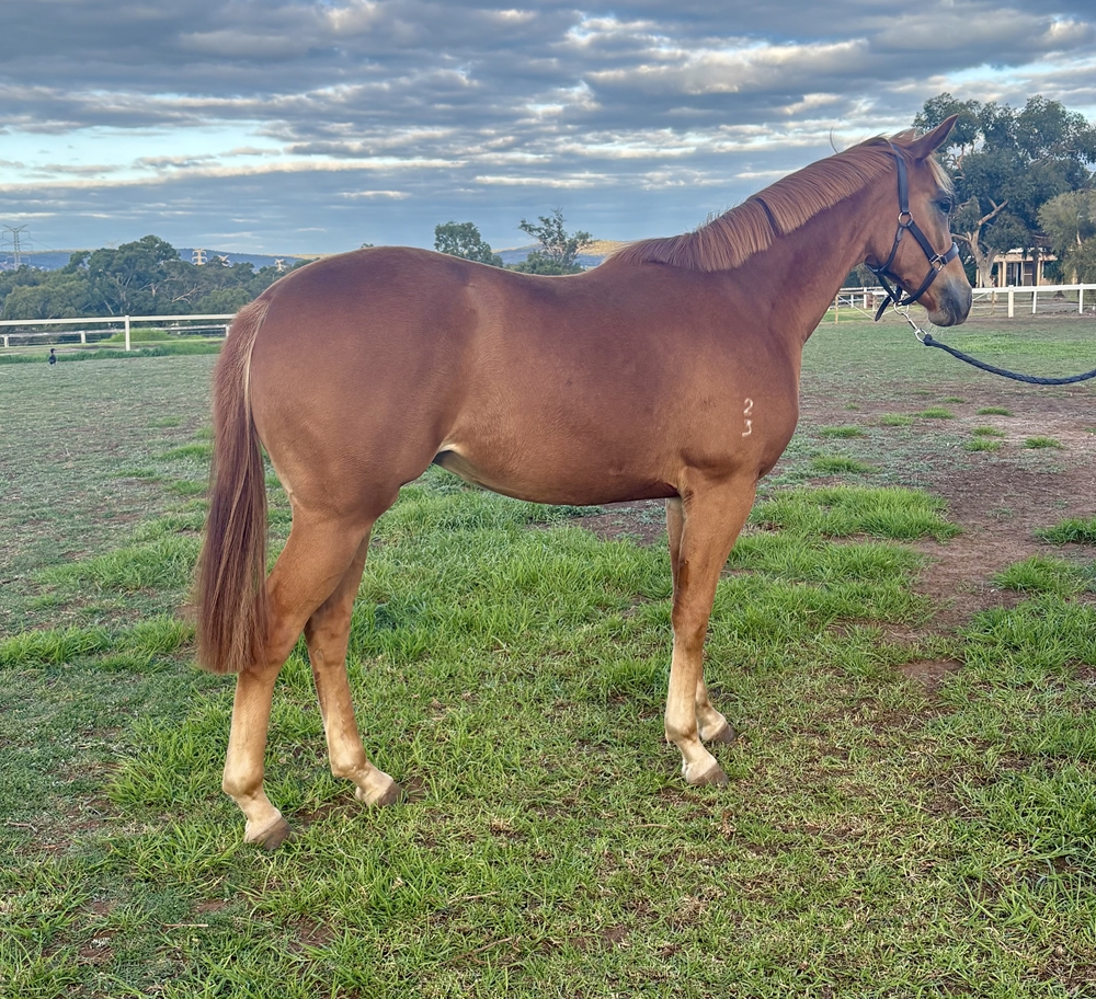 Universal Ruler (AUS) / Blast of Class (AUS) 2023 Filly - Image 2