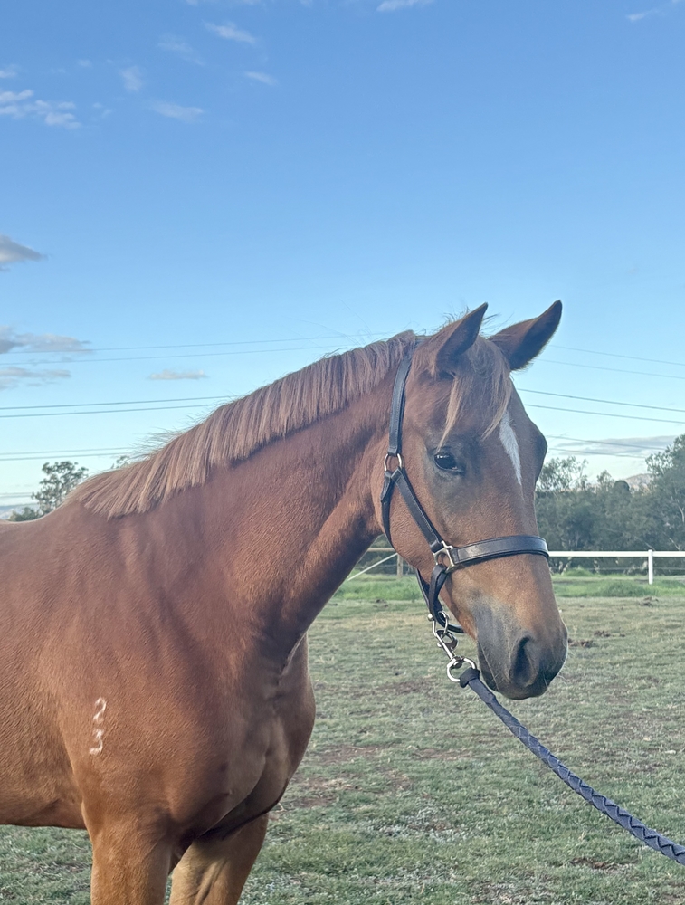 Universal Ruler (AUS) / Blast of Class (AUS) 2023 Filly - Image 3