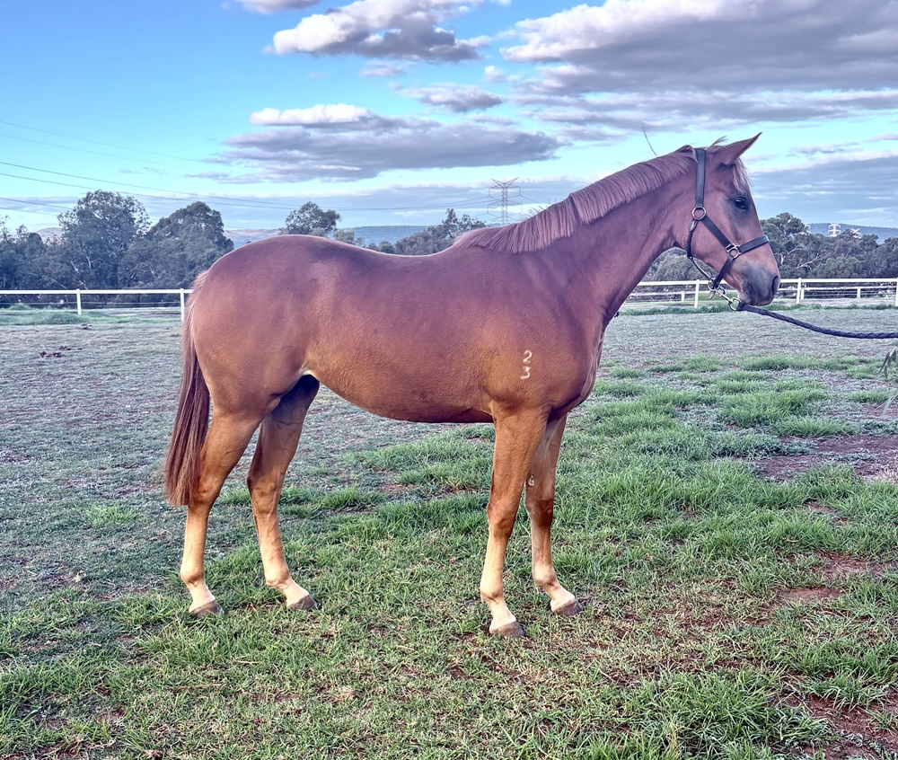Universal Ruler (AUS) / Blast of Class (AUS) 2023 Filly - Image 4