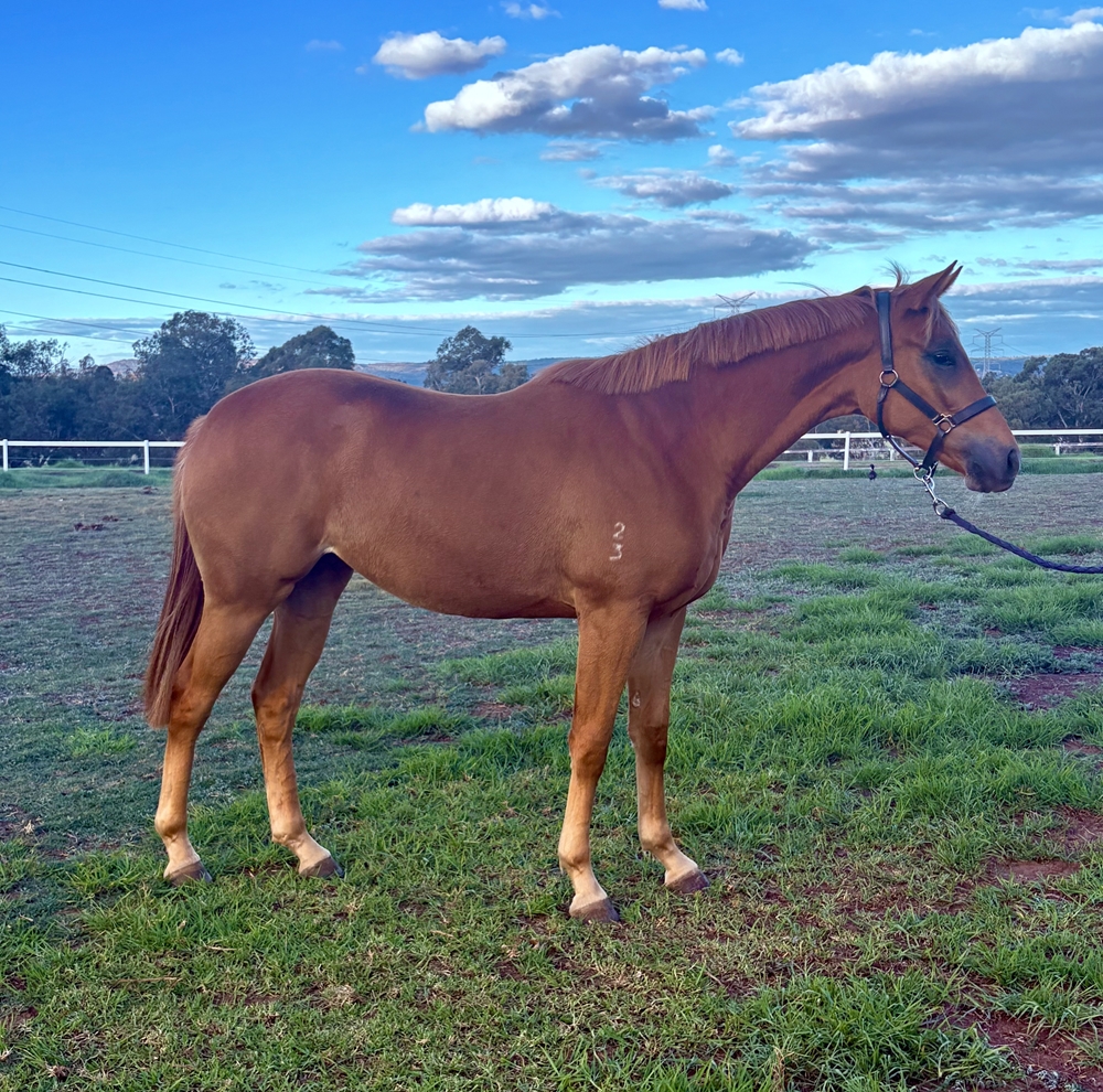 Universal Ruler (AUS) / Blast of Class (AUS) 2023 Filly - Image 5