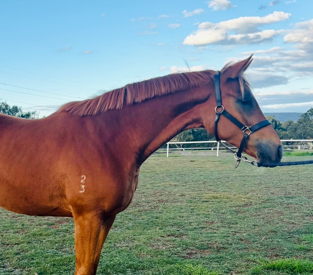 Universal Ruler (AUS) / Blast of Class (AUS) 2023 Filly - Image 6