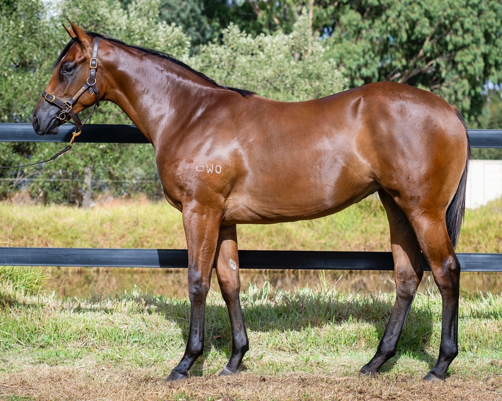 Shooting to Win (AUS) / Unsinkable Molly (AUS) 2023 Filly - Image 1