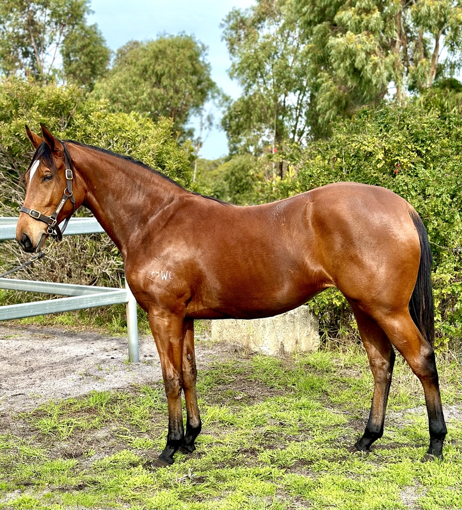 Long Leaf (AUS) / Bergantina (AUS) 2023 Filly - Image 1