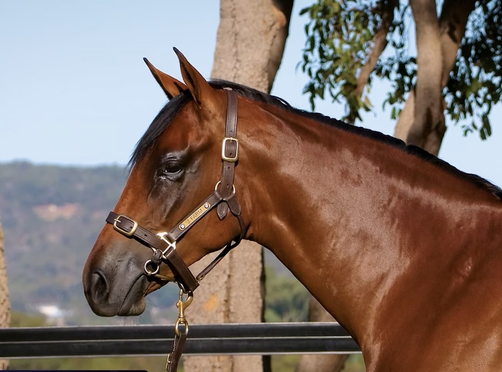 Shooting to Win (AUS) / Unsinkable Molly (AUS) 2023 Filly - Image 1