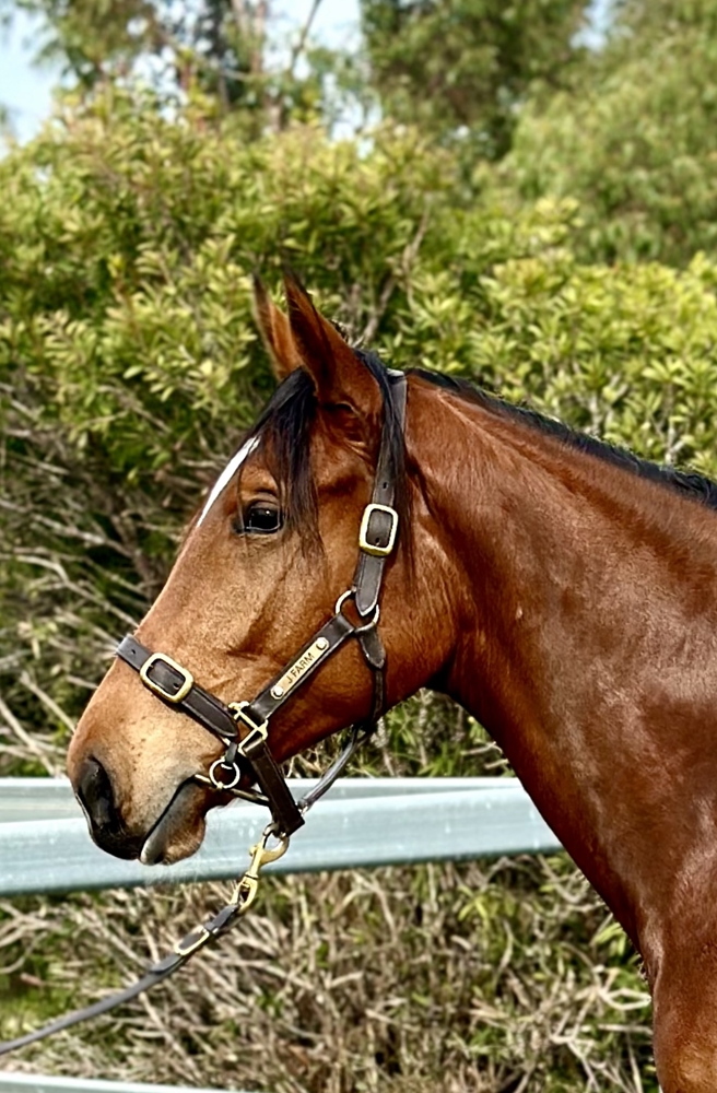 Long Leaf (AUS) / Bergantina (AUS) 2023 Filly - Image 1