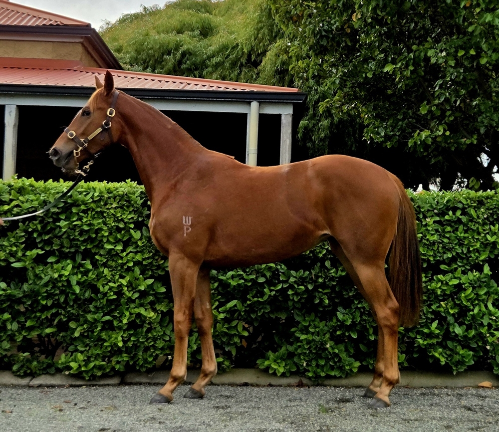 Yes Yes Yes (AUS) / Shijin (AUS) 2023 Filly - Image 1