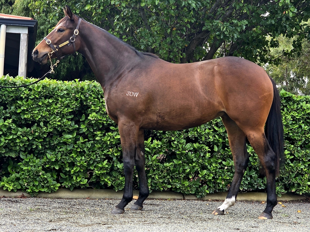 Splintex (AUS) / Yamagen (AUS) 2023 Filly - Image 1