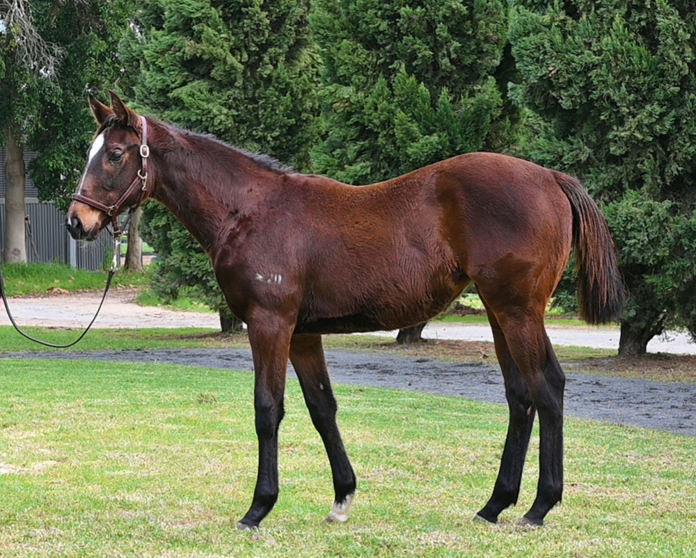 Lightsaber (AUS) / Hannele (AUS) 2024 Filly - Image 1