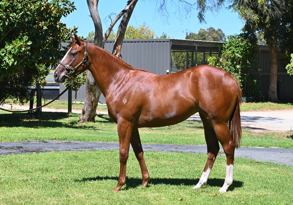 Splintex (AUS) / Consortium (AUS) 2023 Filly - Image 1