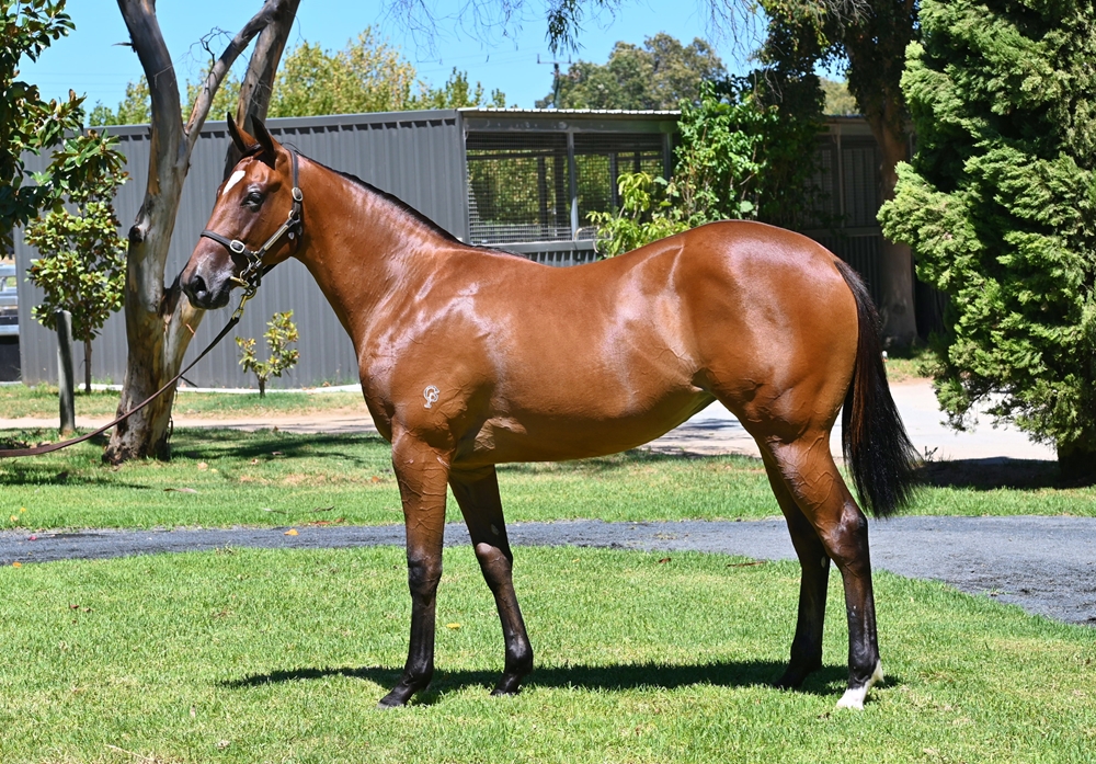 Splintex (AUS) / Emanuela (AUS) 2023 Filly - Image 1