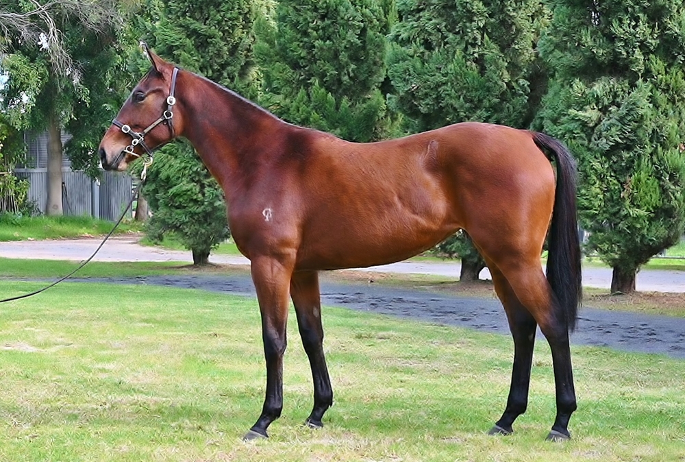 Awesome Rock (AUS) / Swim Star (AUS) 2023 Filly - Image 1