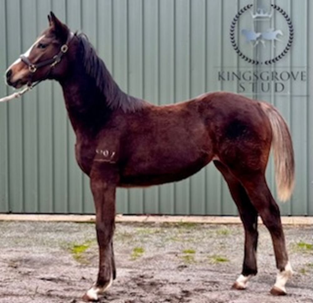 King of Athens (USA) / Hariasa (AUS) 2024 Filly - Image 1