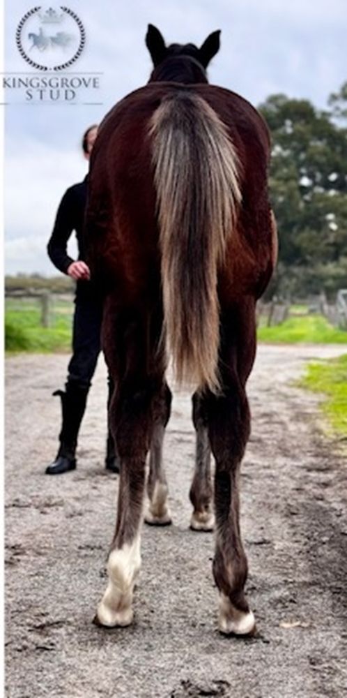 King of Athens (USA) / Hariasa (AUS) 2024 Filly - Image 3