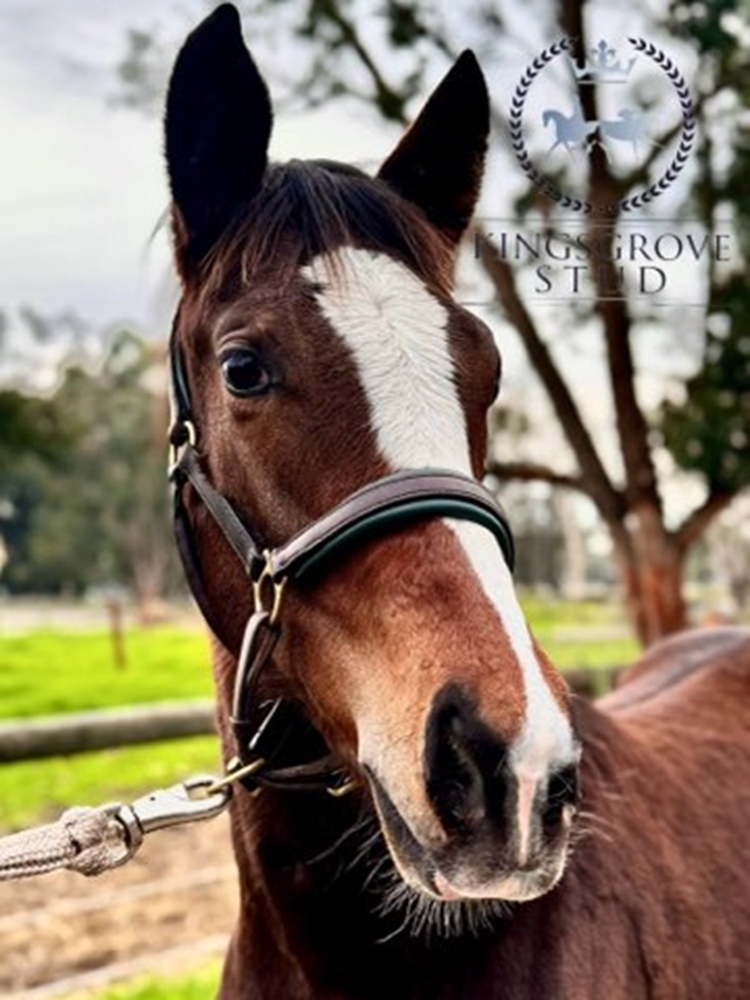 King of Athens (USA) / Hariasa (AUS) 2024 Filly - Image 4