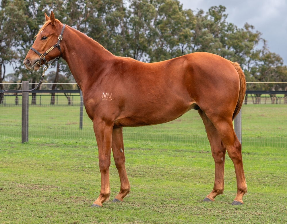 Manhattan Rain (AUS) / Shape Shifter (AUS) 2023 Colt - Image 1