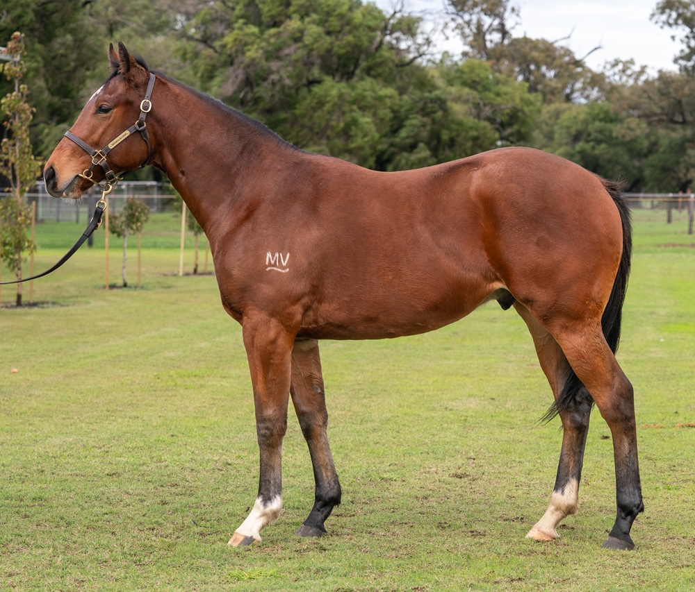 Awesome Rock (AUS) / Spangled Image (AUS) 2023 Colt - Image 1
