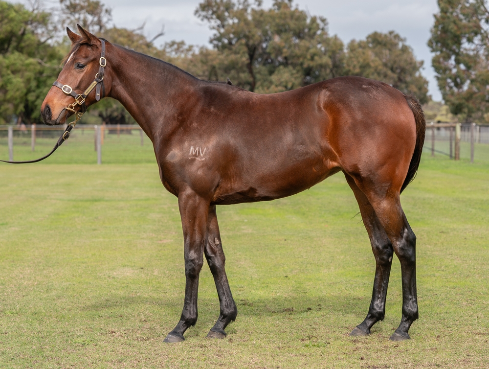 Gingerbread Man (AUS) / Witchy Ways (AUS) 2023 Filly - Image 1