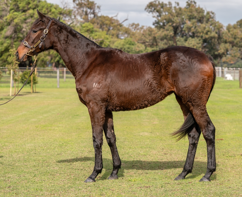 Playing God (AUS) / Zaalah (NZ) 2023 Filly - Image 1