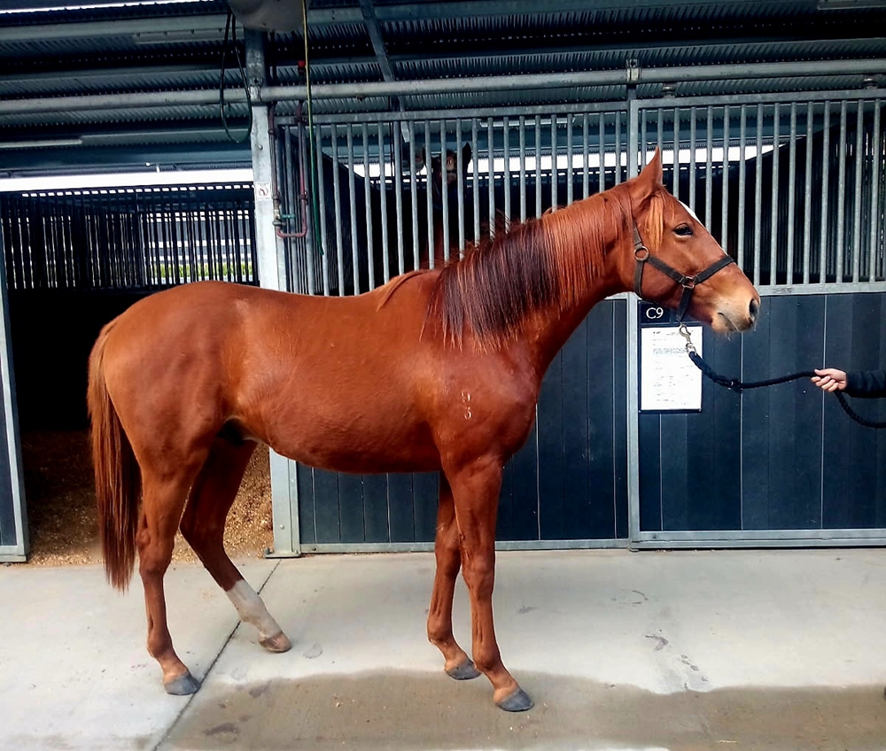 Snippetson (AUS) / New Light (AUS) 2023 Colt - Image 1