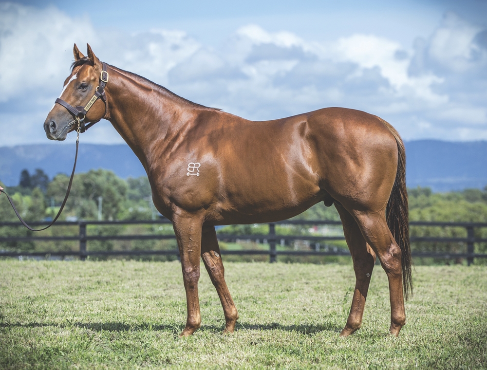 Extreme Choice (AUS) - Image 1