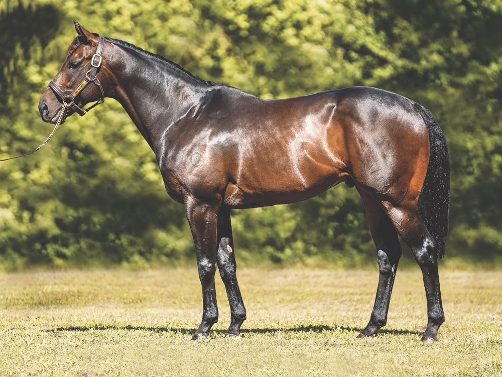 Cool Aza Beel (NZ) - Image 1