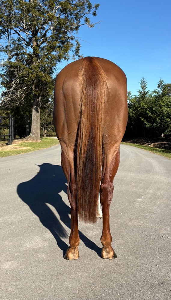 Vienna Princess (AUS) - Image 2