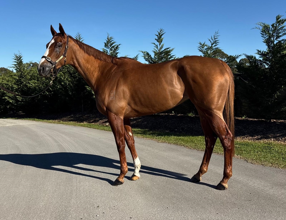 Vienna Princess (AUS) - Image 3