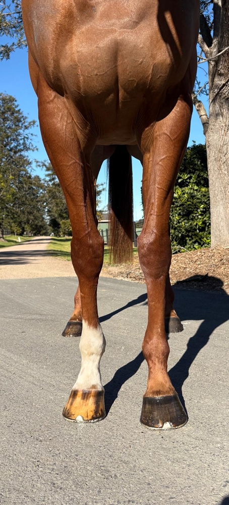 Vienna Princess (AUS) - Image 5