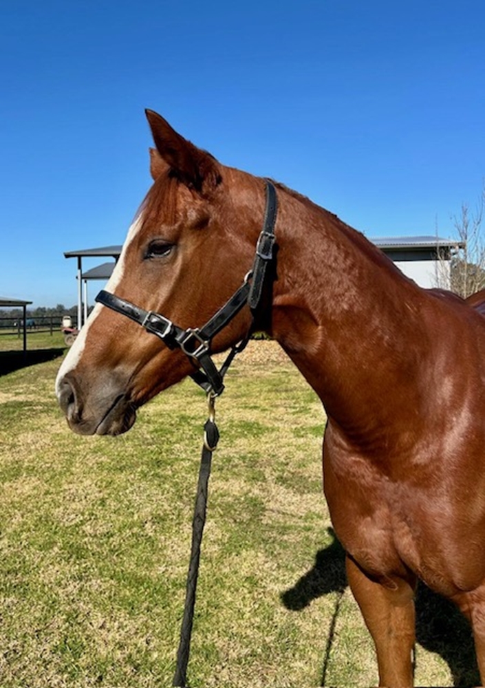 Excess Capital (AUS) - Image 4