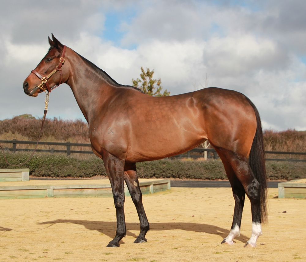 Captain Amelia (AUS) - Image 1