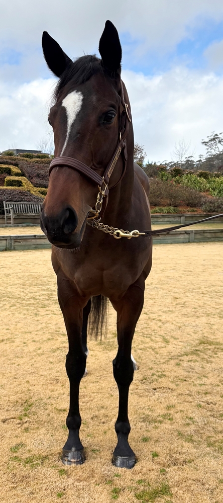 Captain Amelia (AUS) - Image 2