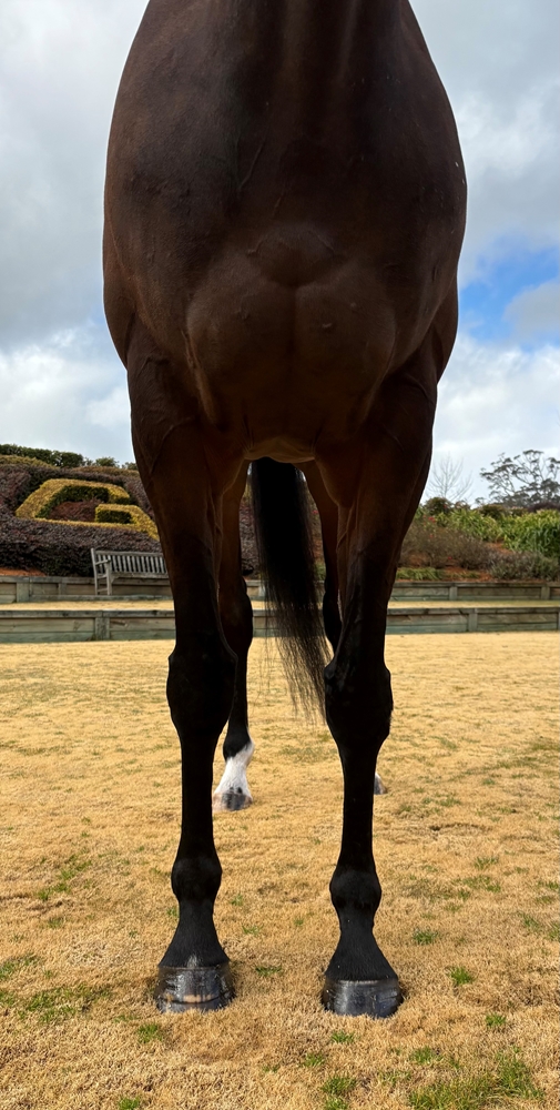 Captain Amelia (AUS) - Image 3