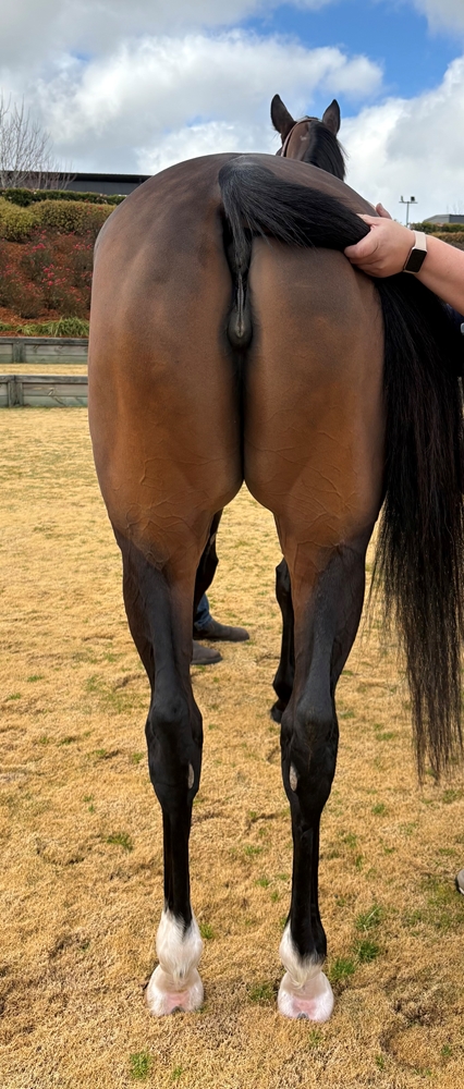 Captain Amelia (AUS) - Image 4