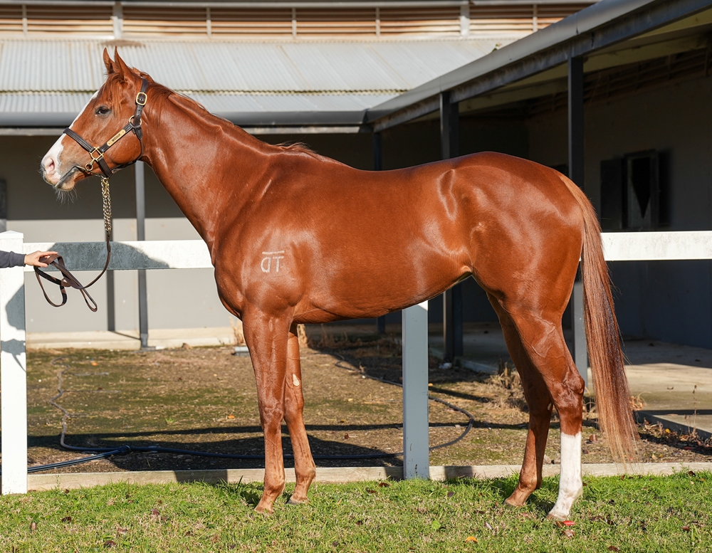 Left Field (AUS) - Image 1