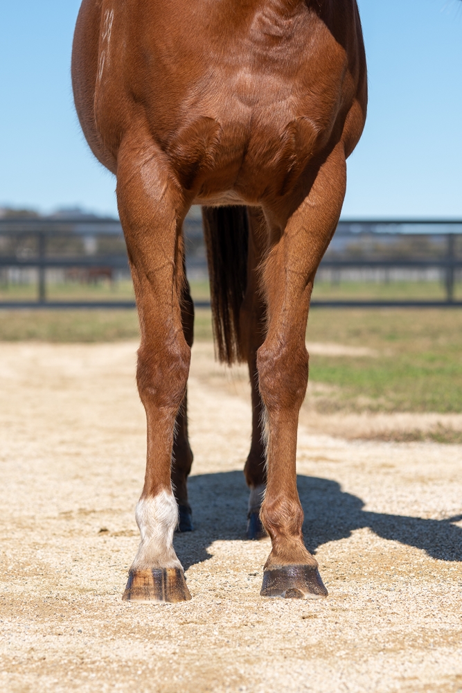 Miniature (AUS) - Image 2