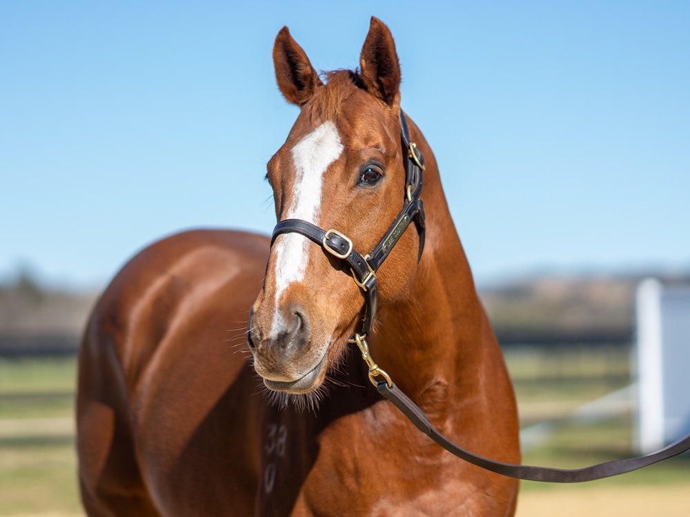 Miniature (AUS) - Image 5