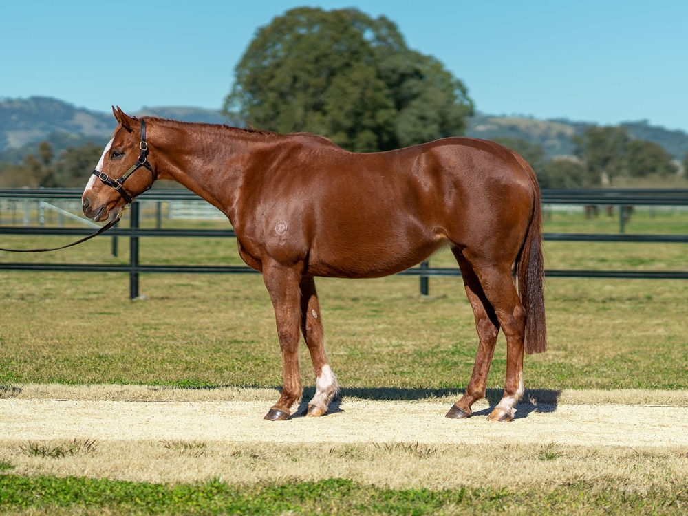 Miniature (AUS) - Image 1