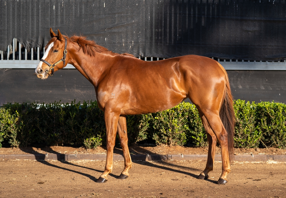 Mixed Spice (AUS) - Image 1