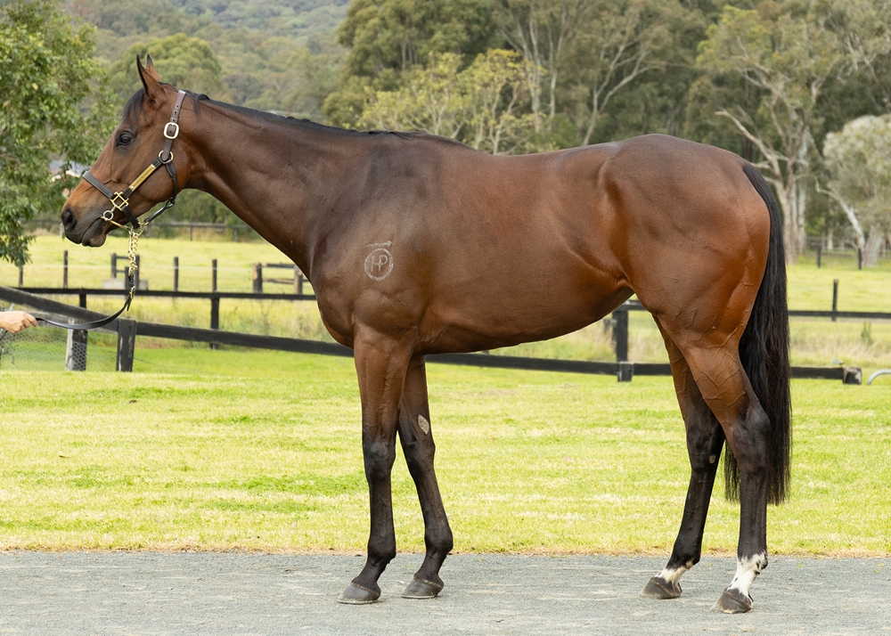 Olentia (AUS) - Image 1