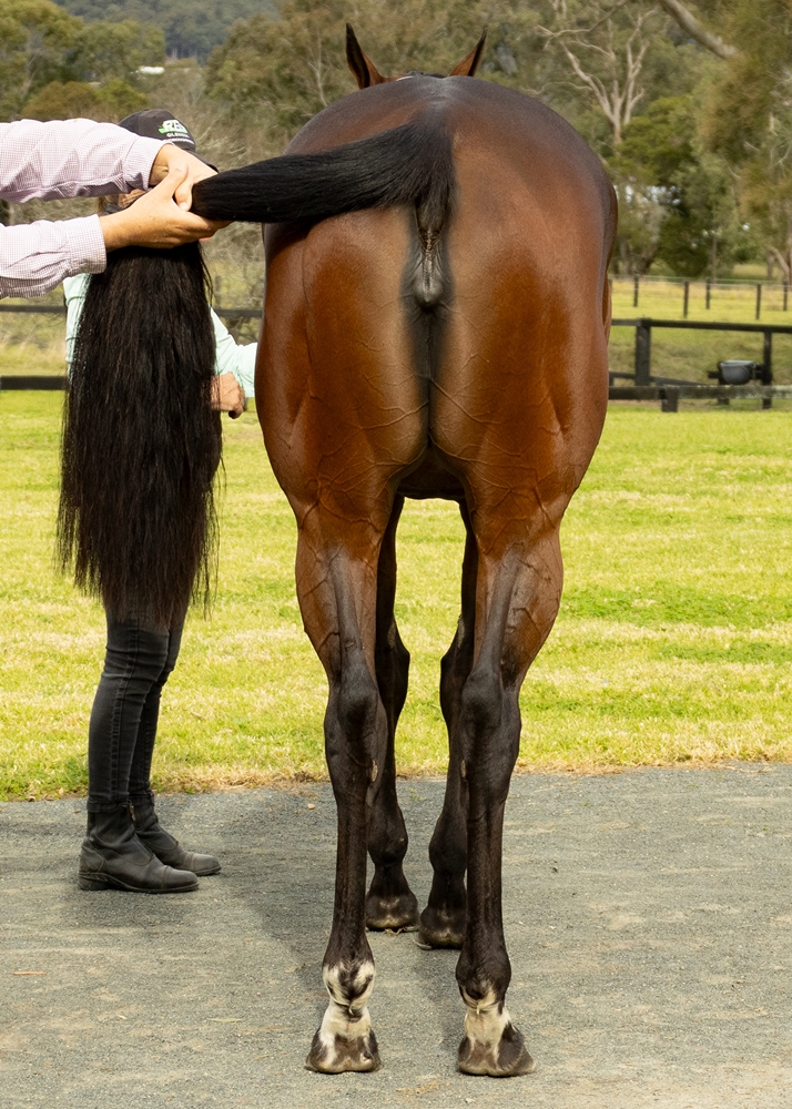 Olentia (AUS) - Image 4