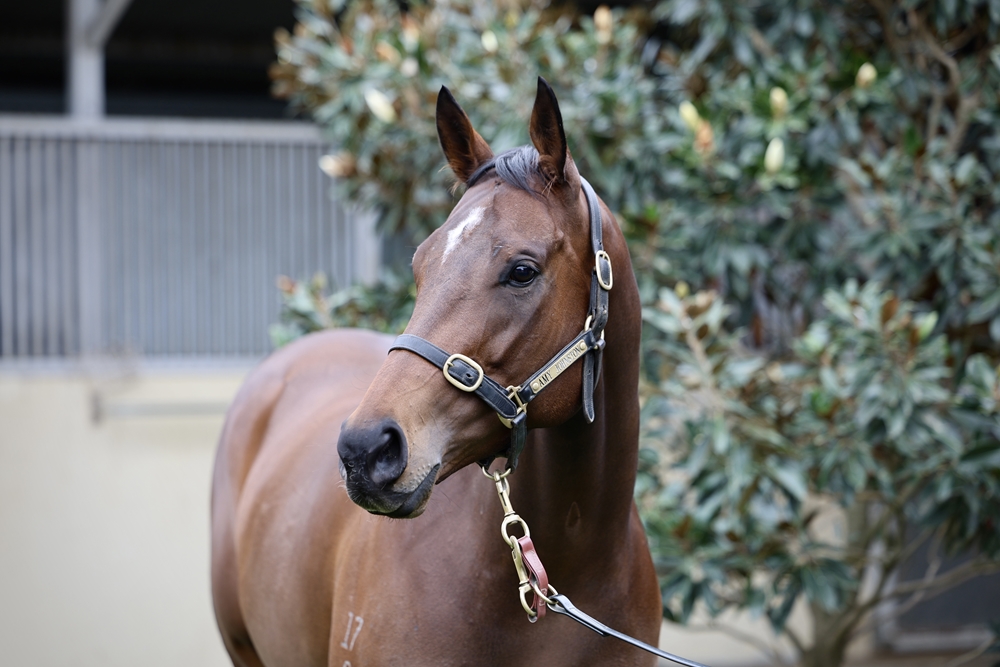 Telescope (AUS) - Image 2