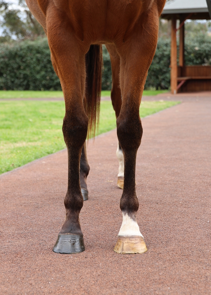 Impassion (AUS) - Image 2