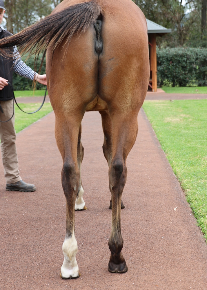 Impassion (AUS) - Image 3