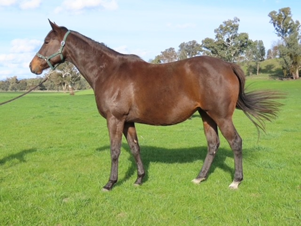 Quachita (AUS) - Image 1