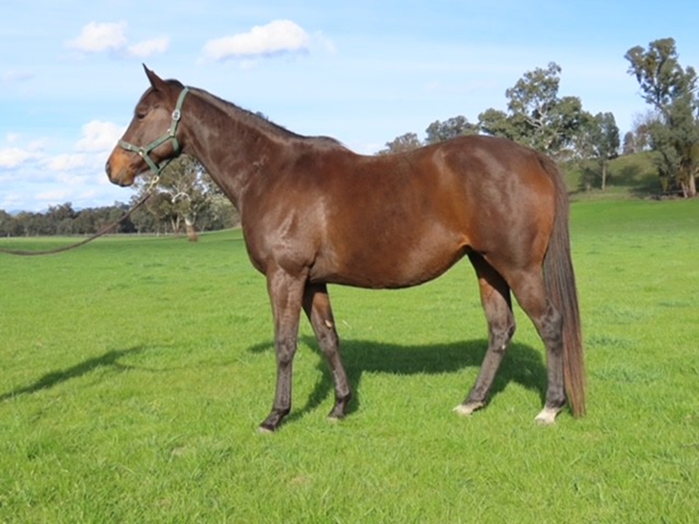 Quachita (AUS) - Image 2