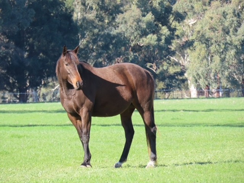 Quachita (AUS) - Image 3