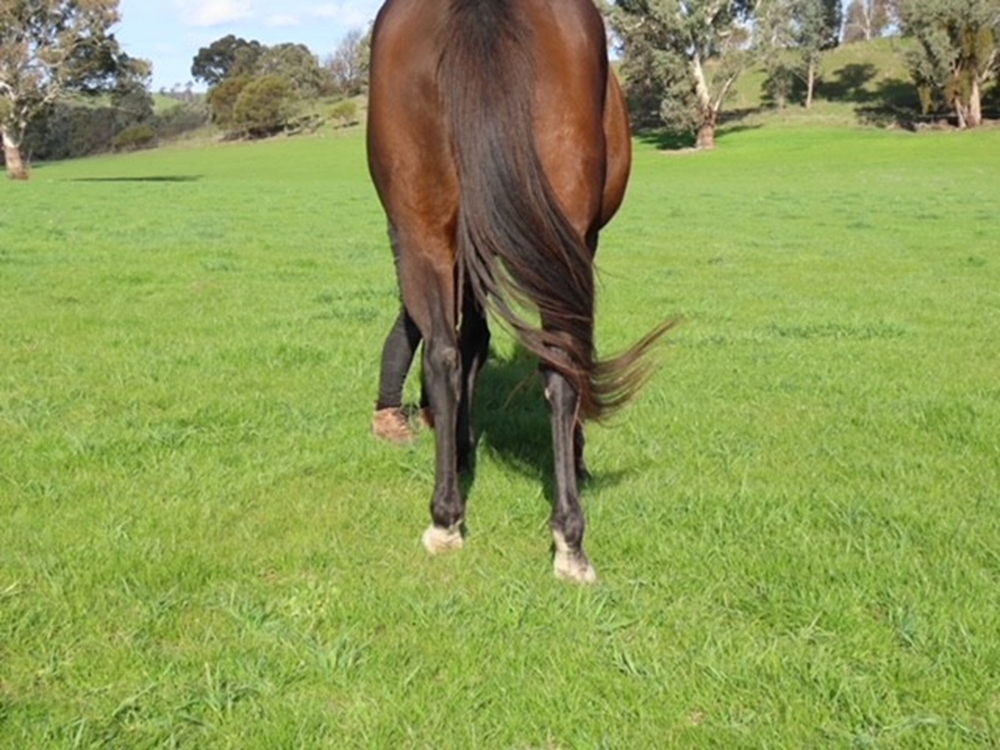 Quachita (AUS) - Image 4