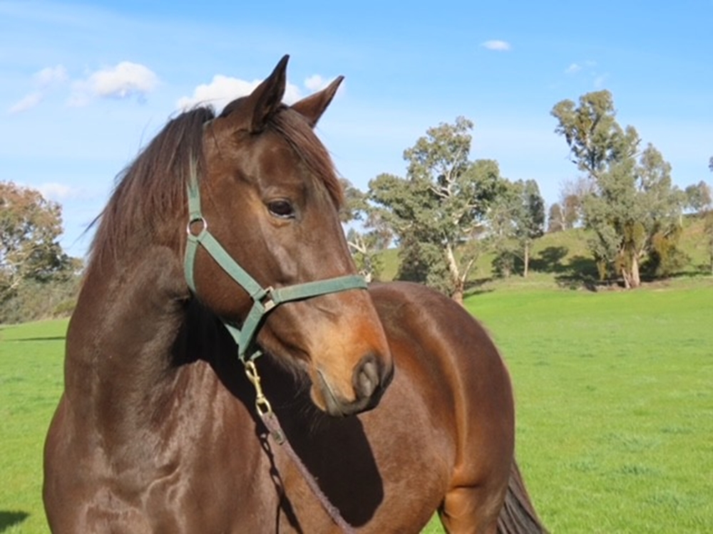 Quachita (AUS) - Image 5