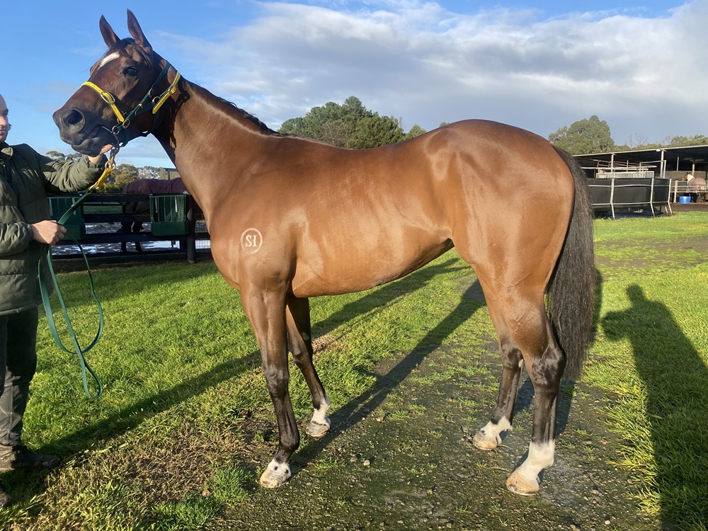 Zousinger (AUS) - Image 1