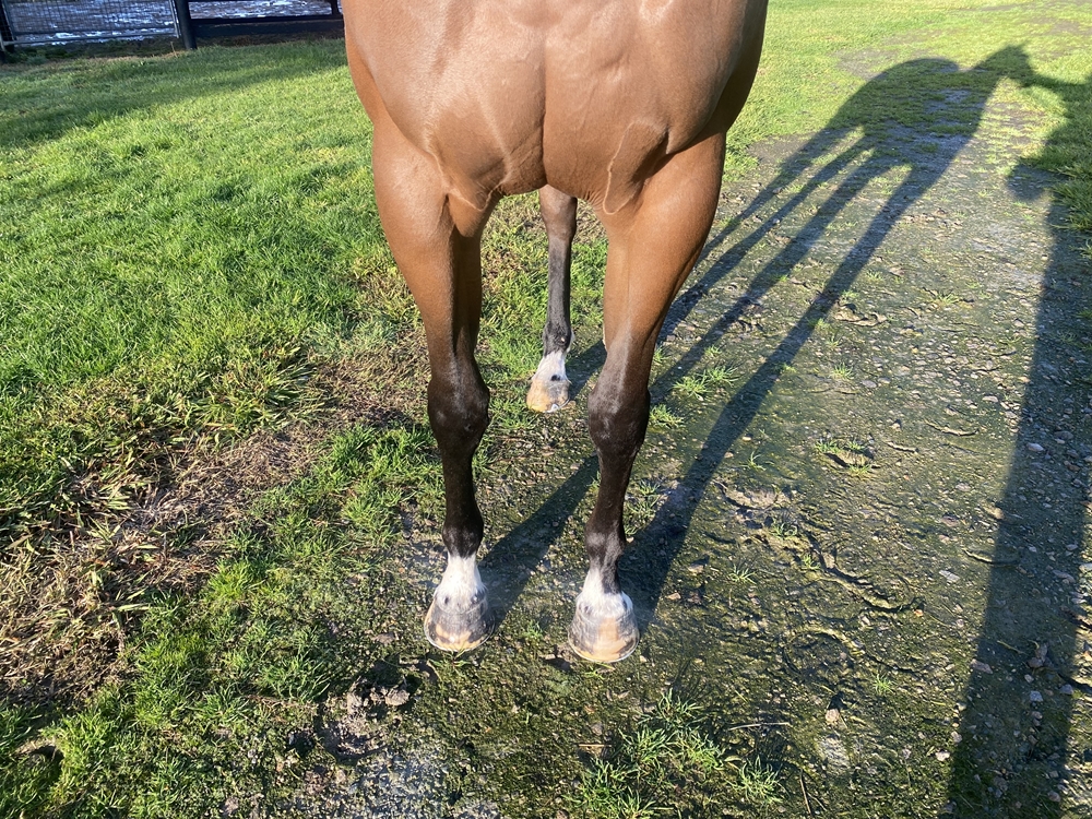 Zousinger (AUS) - Image 2